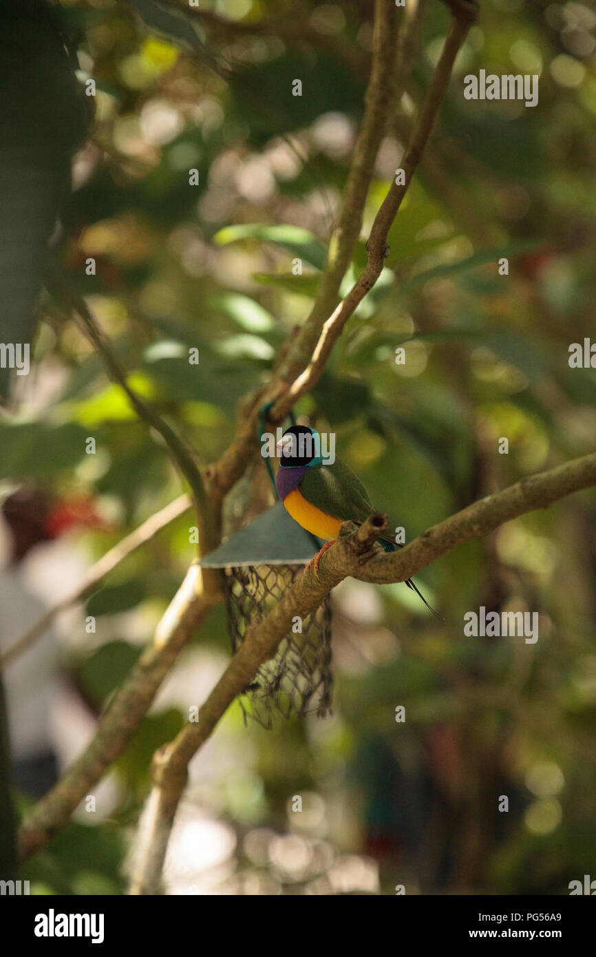 Giallo, blu e viola Lady Gouldian finch Erythrura gouldiae posatoi su un albero in un giardino tropicale. Foto Stock