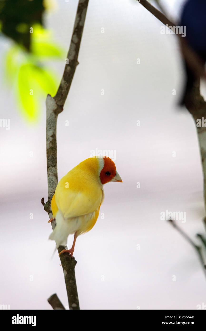 Arancio e giallo Lady Gouldian finch Erythrura gouldiae posatoi su un albero in un giardino tropicale. Foto Stock