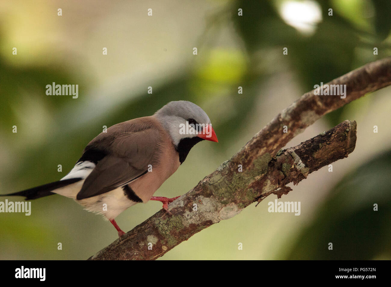 Shafttail Finch Poephila acuticauda posatoi su un albero in un giardino tropicale. Foto Stock