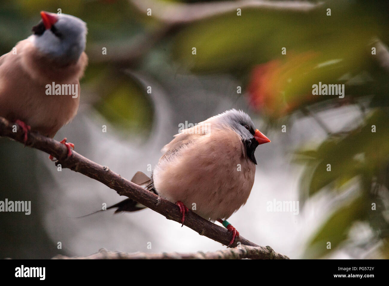Shafttail Finch Poephila acuticauda posatoi su un albero in un giardino tropicale. Foto Stock