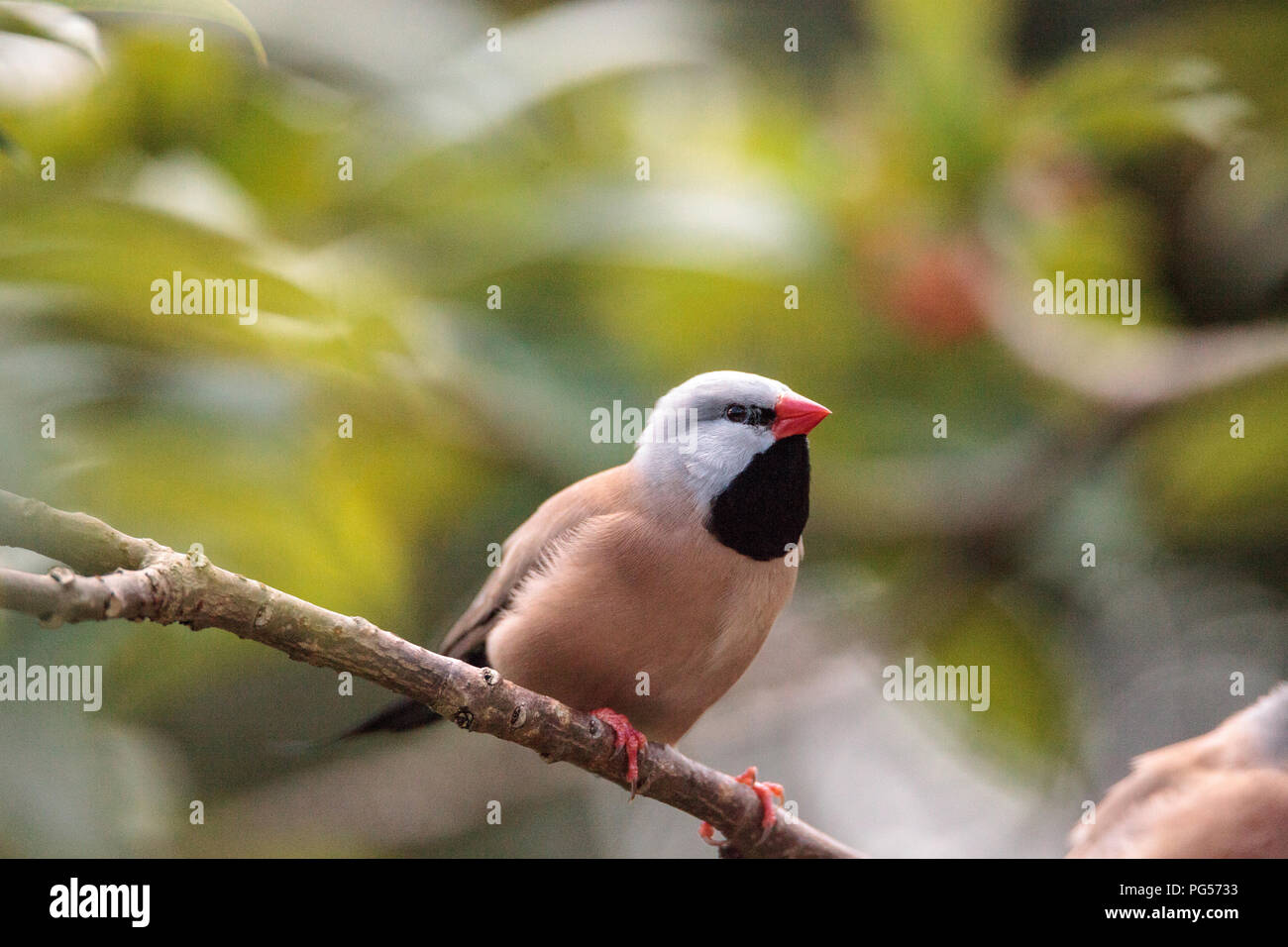 Shafttail Finch Poephila acuticauda posatoi su un albero in un giardino tropicale. Foto Stock