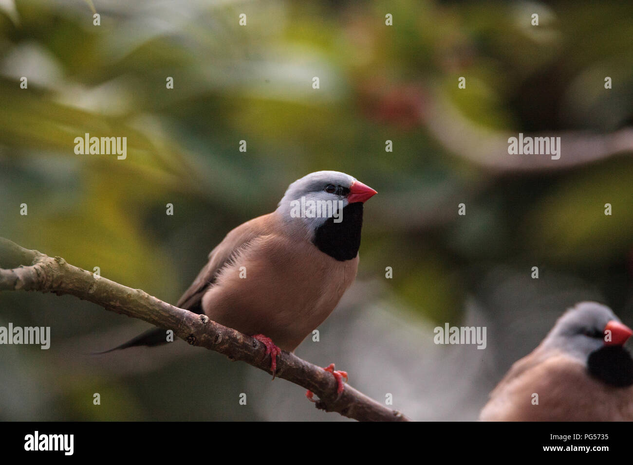 Shafttail Finch Poephila acuticauda posatoi su un albero in un giardino tropicale. Foto Stock
