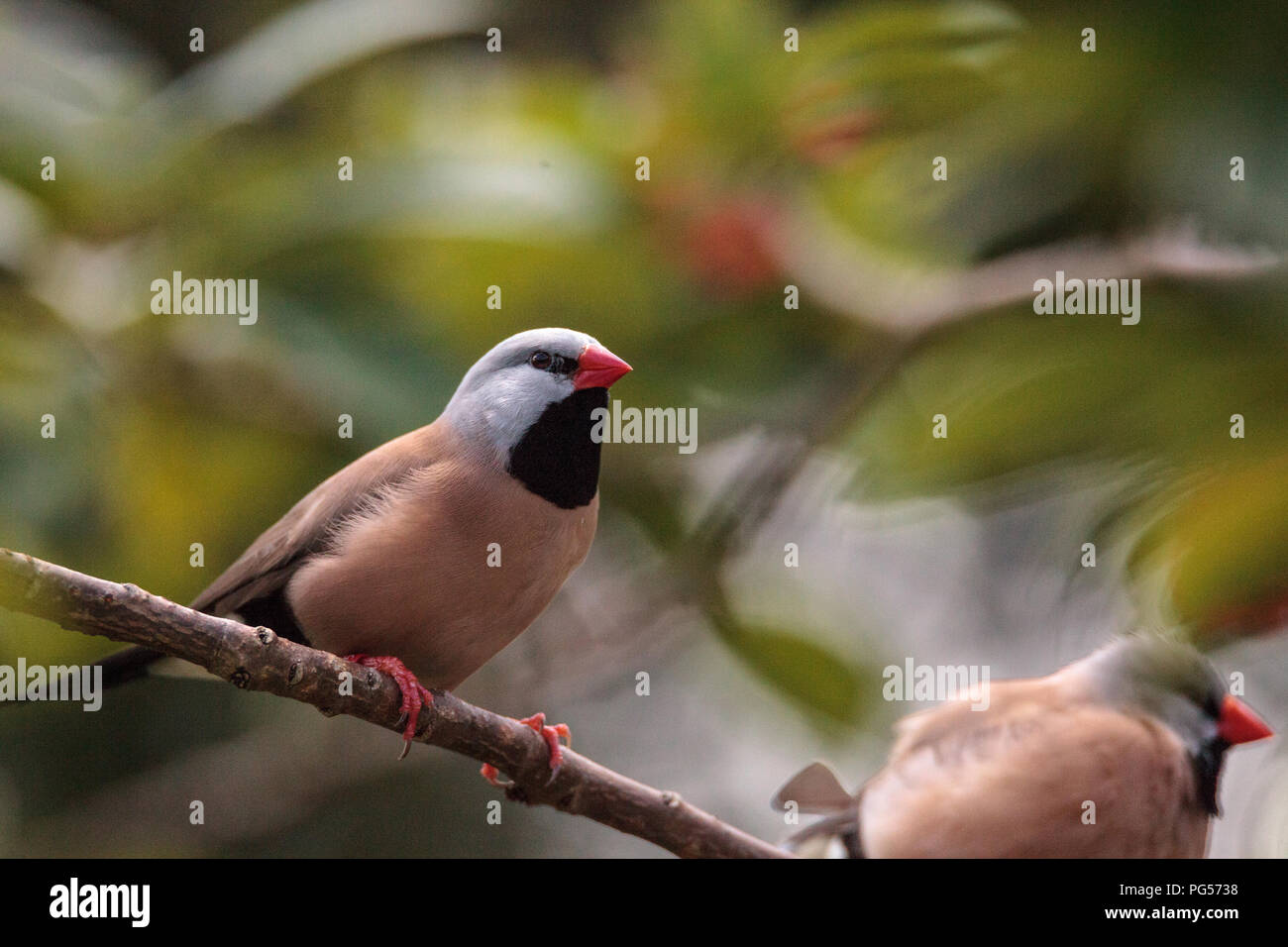 Shafttail Finch Poephila acuticauda posatoi su un albero in un giardino tropicale. Foto Stock