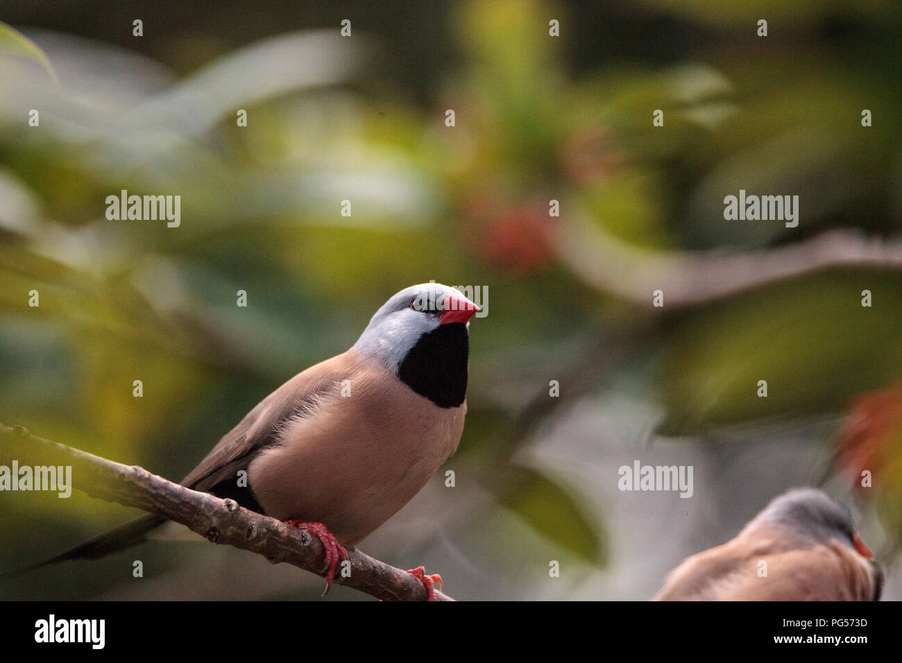 Shafttail Finch Poephila acuticauda posatoi su un albero in un giardino tropicale. Foto Stock