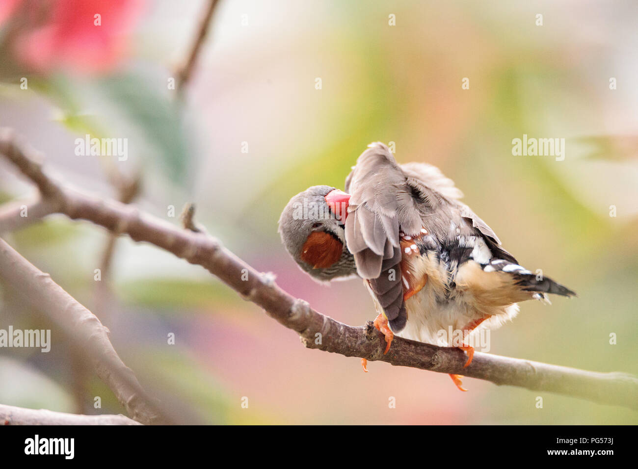 Shafttail Finch Poephila acuticauda posatoi su un albero in un giardino tropicale. Foto Stock