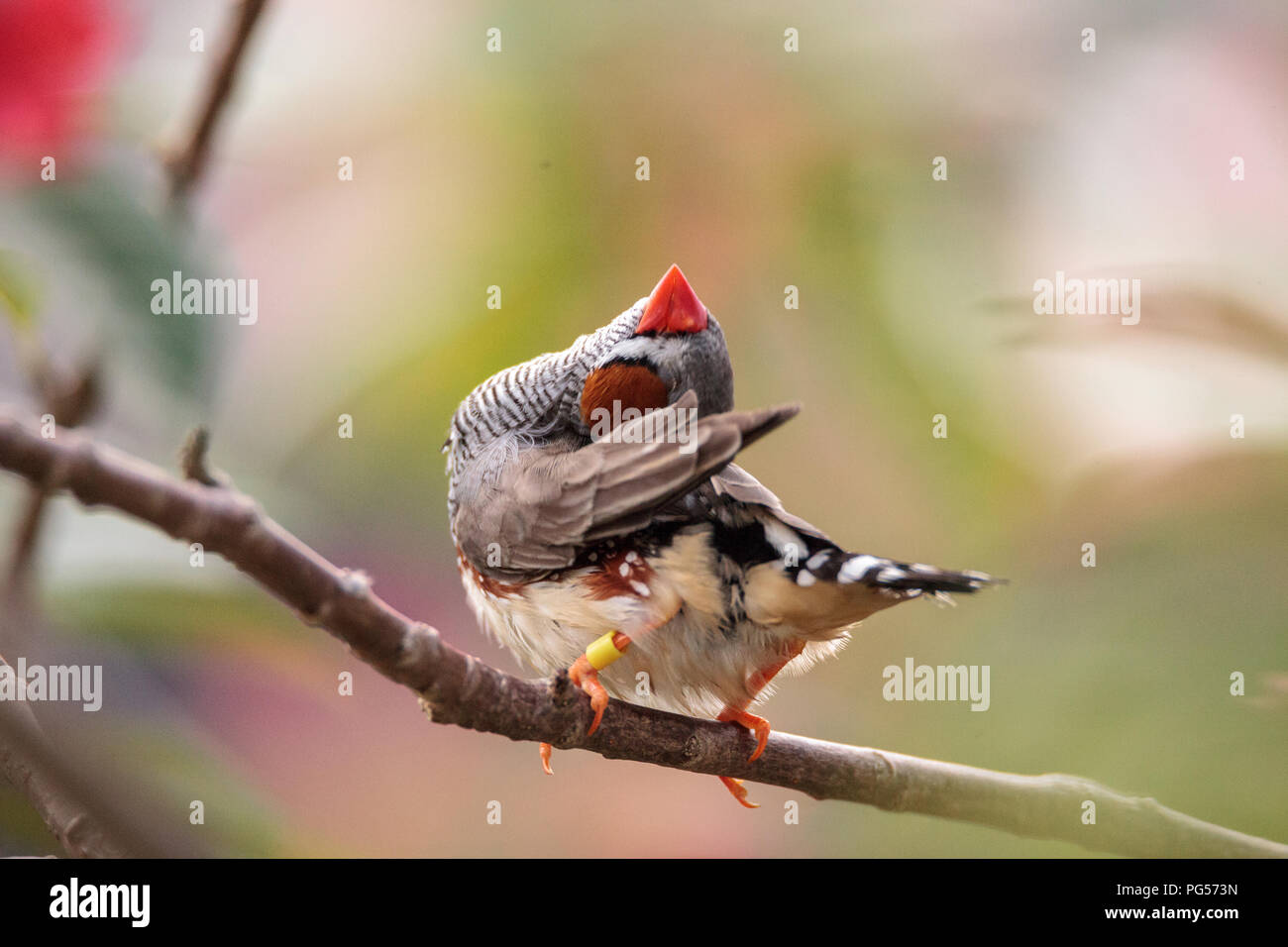 Shafttail Finch Poephila acuticauda posatoi su un albero in un giardino tropicale. Foto Stock