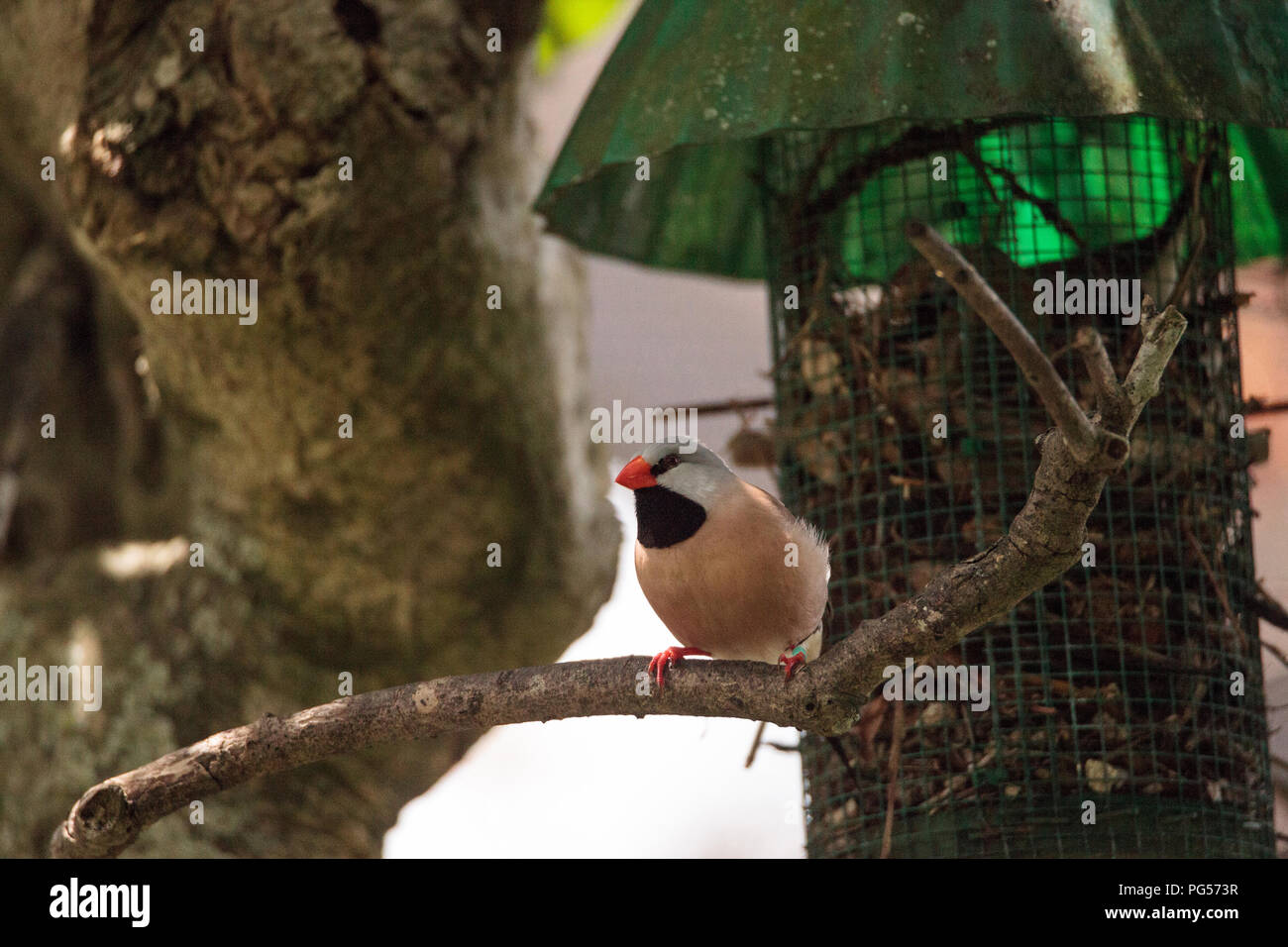 Shafttail Finch Poephila acuticauda posatoi su un albero in un giardino tropicale. Foto Stock
