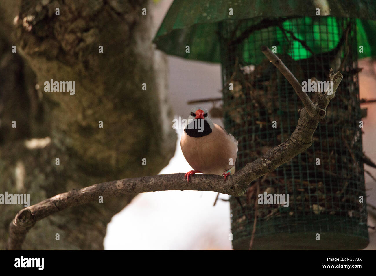 Shafttail Finch Poephila acuticauda posatoi su un albero in un giardino tropicale. Foto Stock