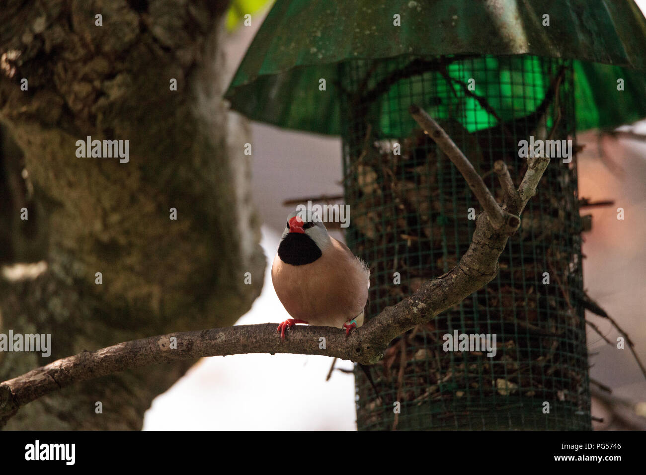 Shafttail Finch Poephila acuticauda posatoi su un albero in un giardino tropicale. Foto Stock