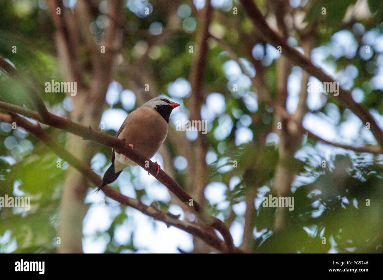 Shafttail Finch Poephila acuticauda posatoi su un albero in un giardino tropicale. Foto Stock