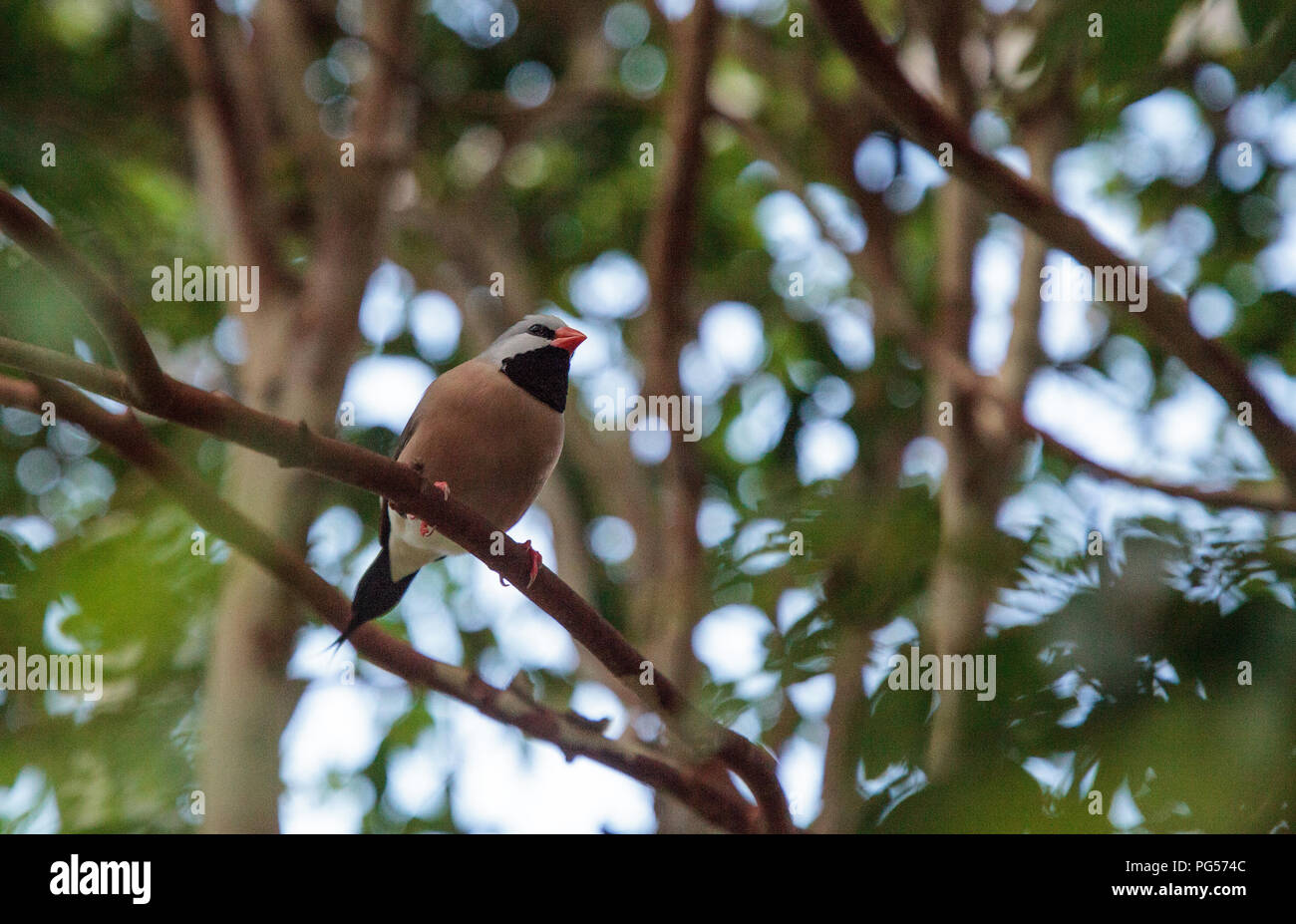Shafttail Finch Poephila acuticauda posatoi su un albero in un giardino tropicale. Foto Stock