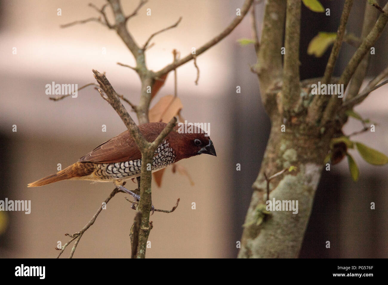 Spice finch bird Lonchura punctulata posatoi su un ramo in un giardino tropicale. Foto Stock