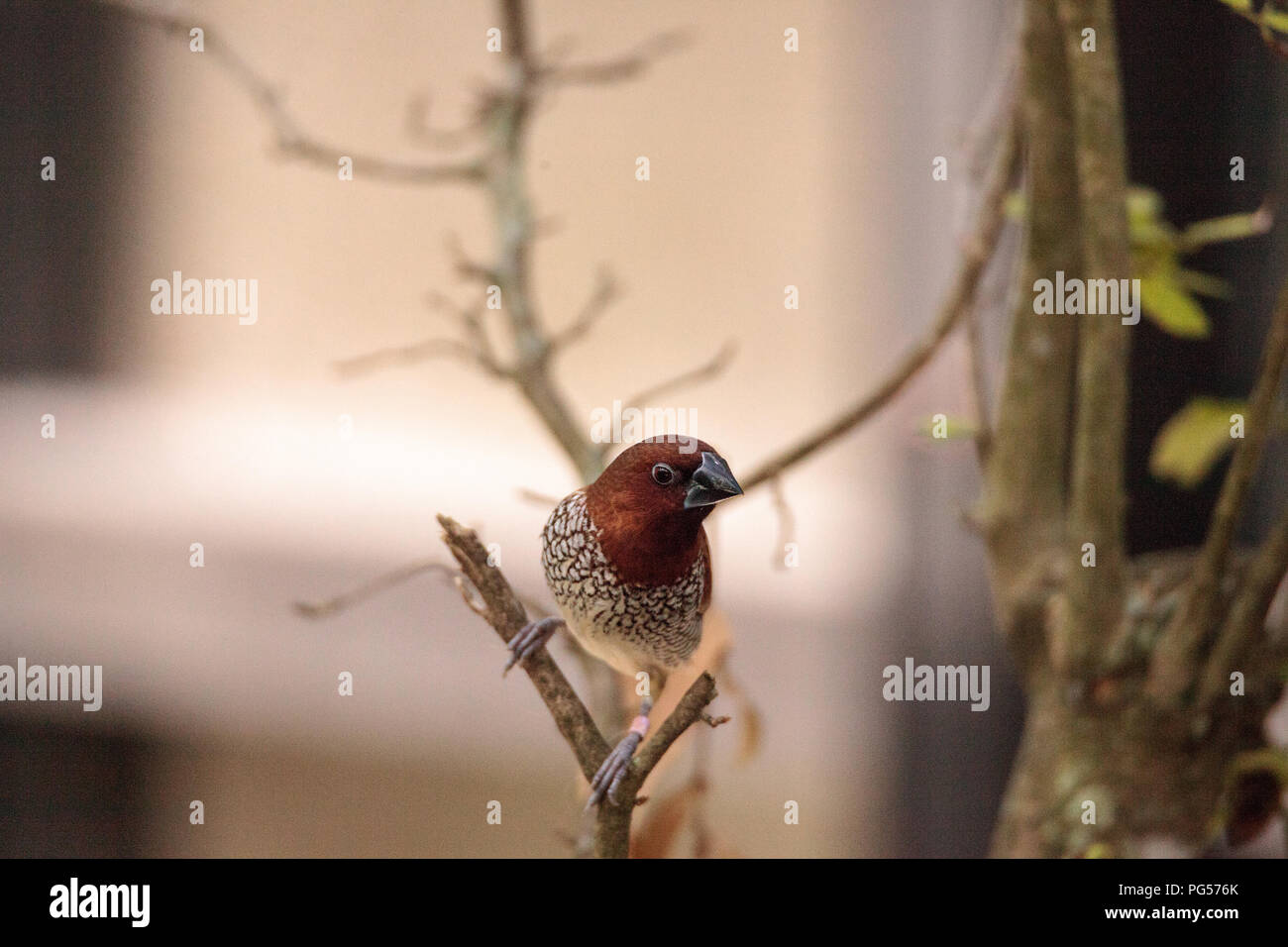 Spice finch bird Lonchura punctulata posatoi su un ramo in un giardino tropicale. Foto Stock