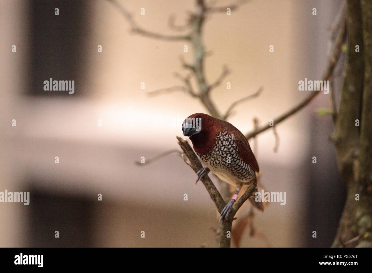 Spice finch bird Lonchura punctulata posatoi su un ramo in un giardino tropicale. Foto Stock
