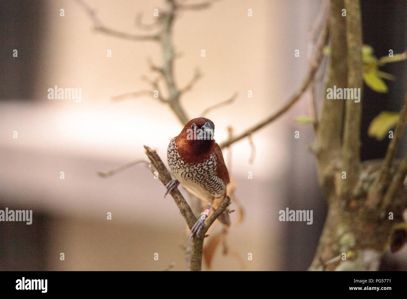 Spice finch bird Lonchura punctulata posatoi su un ramo in un giardino tropicale. Foto Stock