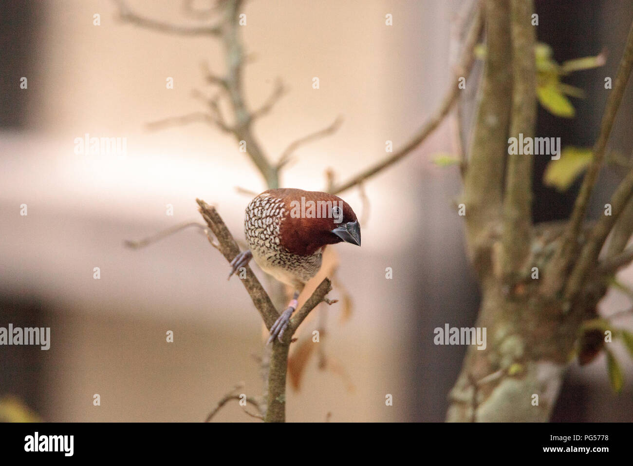 Spice finch bird Lonchura punctulata posatoi su un ramo in un giardino tropicale. Foto Stock