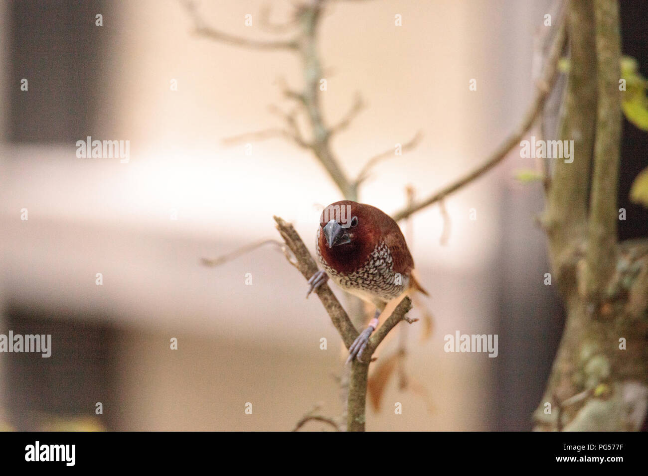 Spice finch bird Lonchura punctulata posatoi su un ramo in un giardino tropicale. Foto Stock