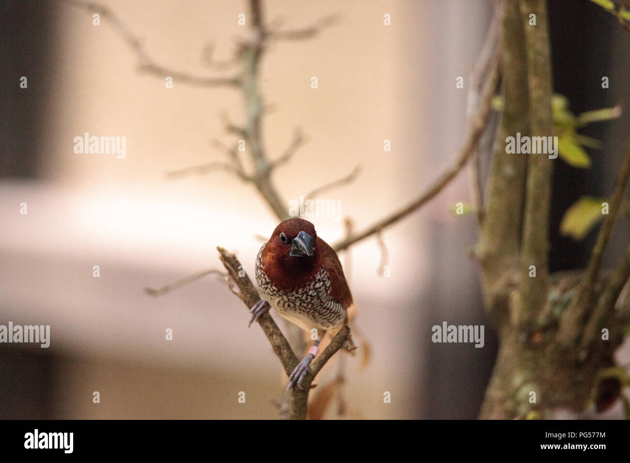 Spice finch bird Lonchura punctulata posatoi su un ramo in un giardino tropicale. Foto Stock