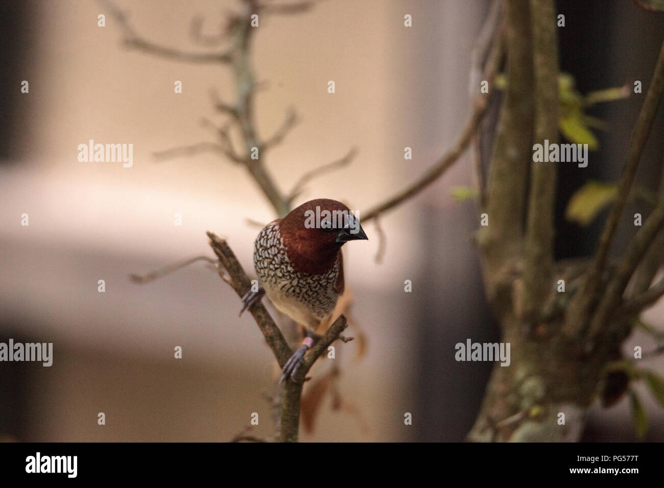 Spice finch bird Lonchura punctulata posatoi su un ramo in un giardino tropicale. Foto Stock