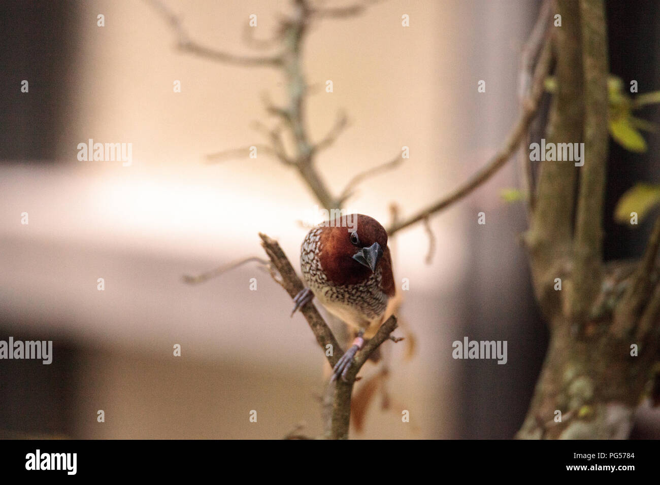 Spice finch bird Lonchura punctulata posatoi su un ramo in un giardino tropicale. Foto Stock