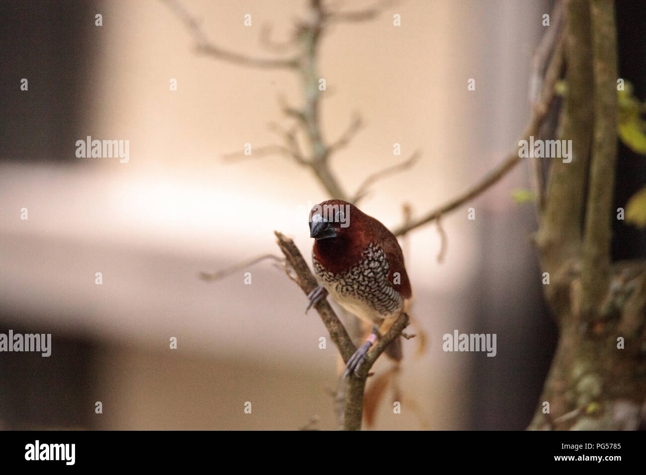 Spice finch bird Lonchura punctulata posatoi su un ramo in un giardino tropicale. Foto Stock