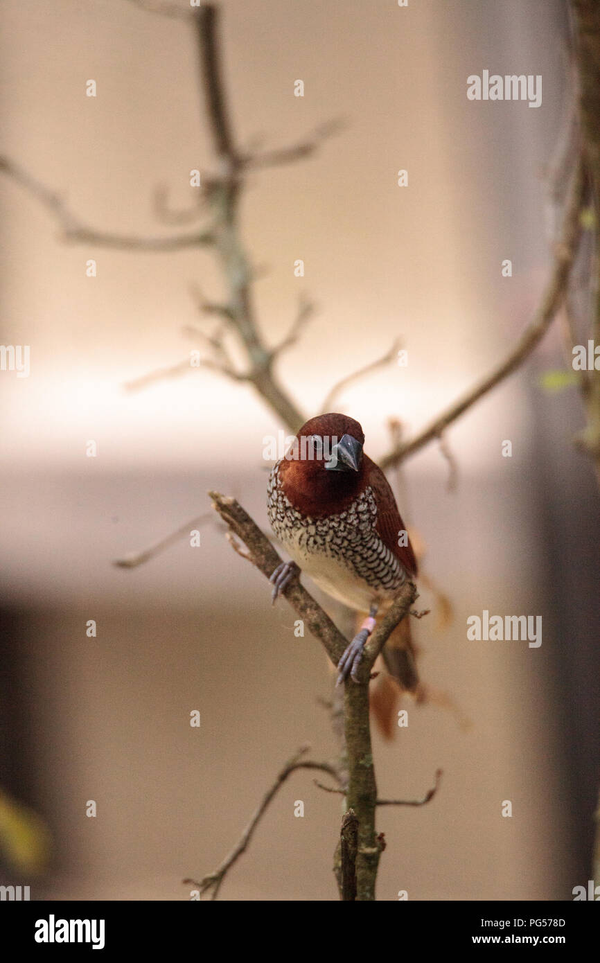 Spice finch bird Lonchura punctulata posatoi su un ramo in un giardino tropicale. Foto Stock