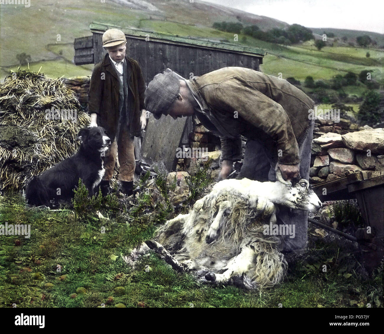 La tosatura delle pecore in Swaledale negli anni quaranta (colorata a mano foto) Foto Stock