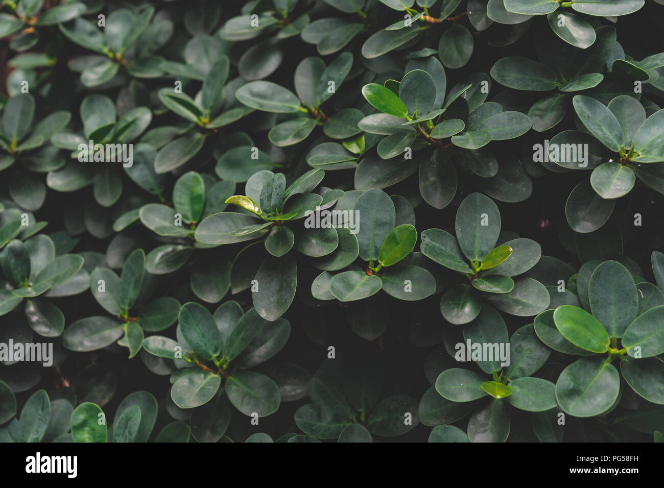 Messa a fuoco selettiva chiave di basso tono scuro natura modello di foglie verdi per lo sfondo Foto Stock
