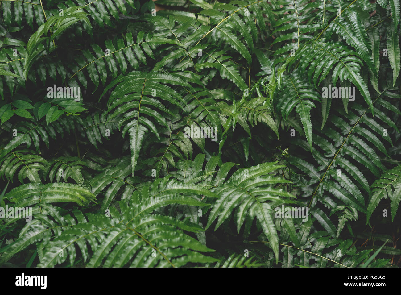 Messa a fuoco selettiva chiave di basso tono scuro natura pattern di Verde foglie di felce per lo sfondo Foto Stock