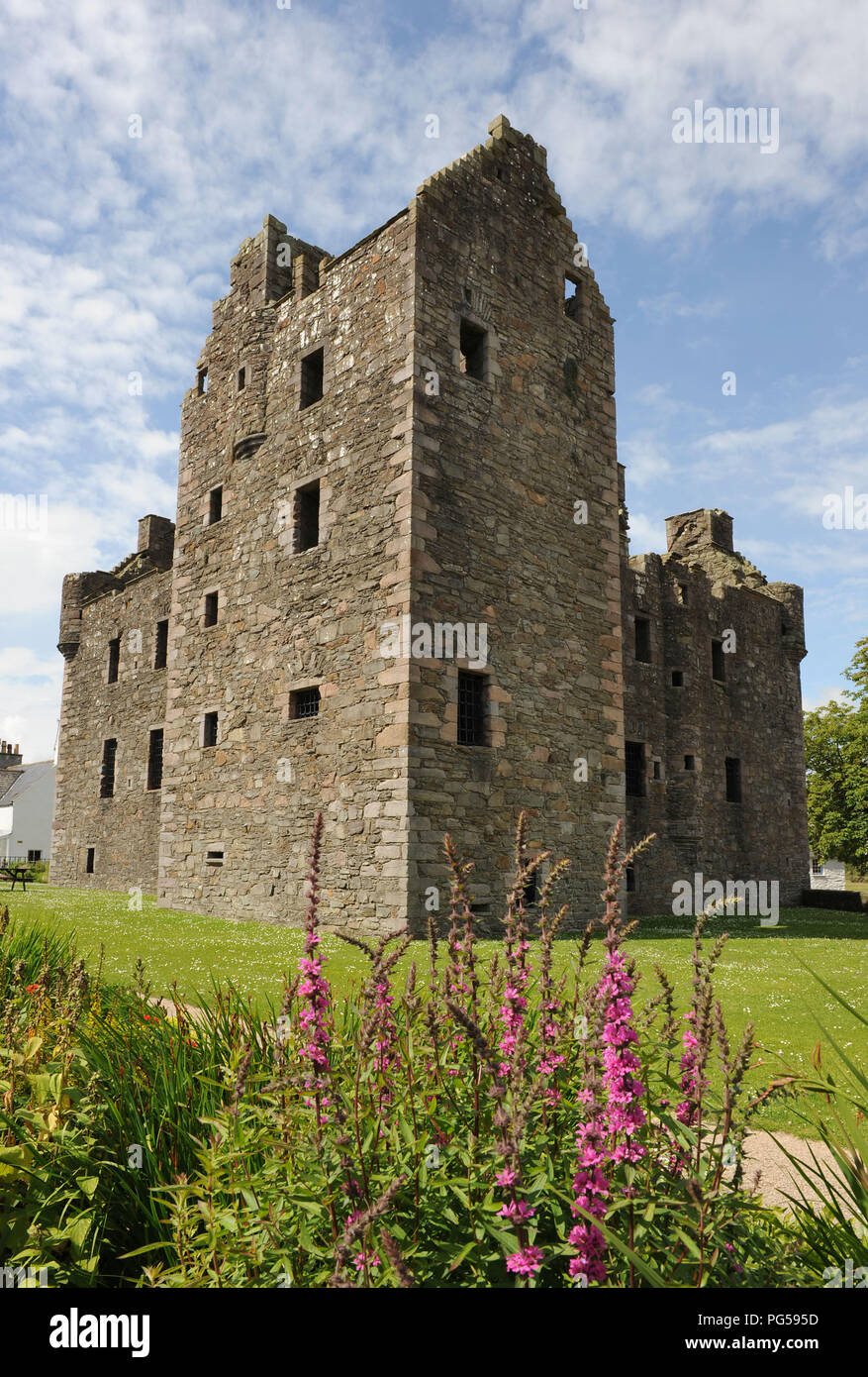 MacLlellan il Castello, Kirkcudbright, Dumfries and Galloway, SW in Scozia. Fotografato in estate con il rosa delphiniums in primo piano. Formato verticale Foto Stock