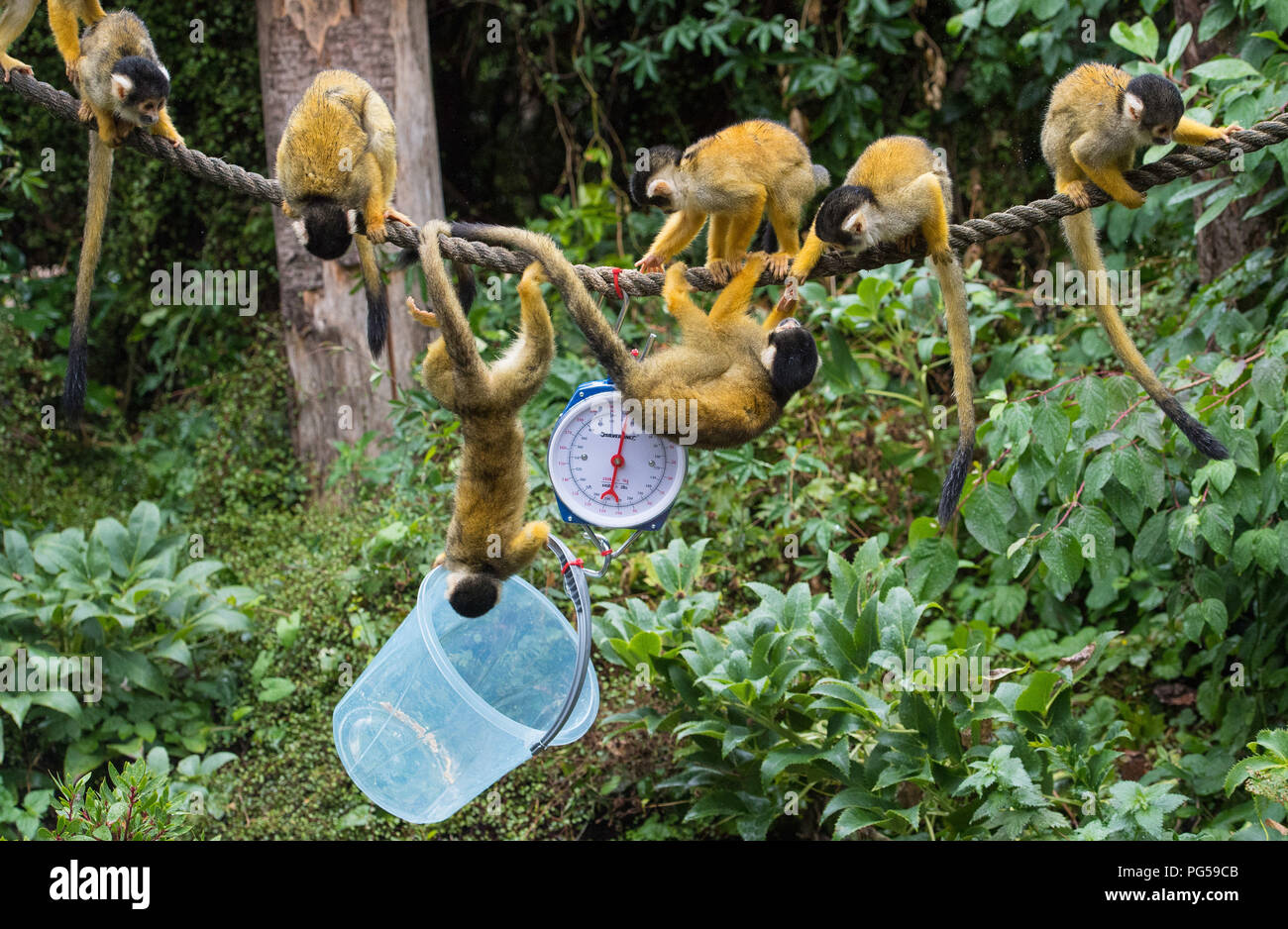 Scimmie scoiattolo indagare su una serie di scale durante l annuale pesare-in allo Zoo di Londra. Foto Stock