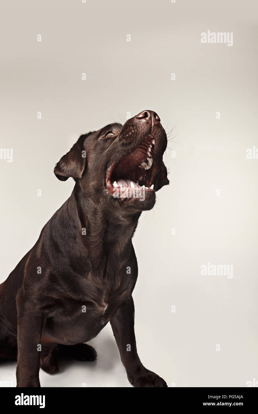 Il Labrador retriever razza cane abbaia pericolosamente i denti e le catture considera ampio angolo. le emozioni degli animali e arrabbiato concetto. Foto Stock