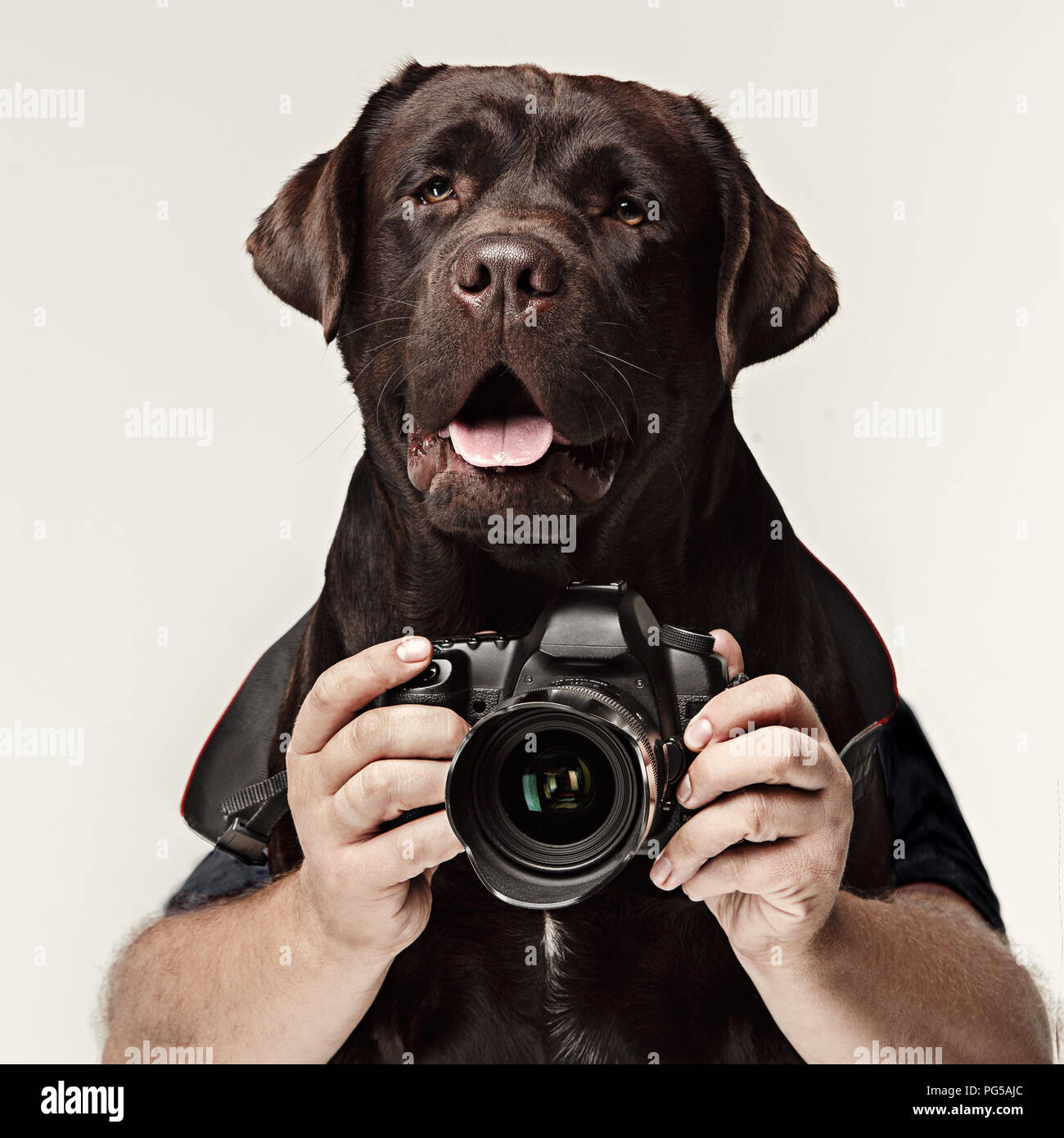 Cane fotografo fotografare. isolato su sfondo bianco. Collage con fotocamera e mani maschio isolato su sfondo bianco. emozioni del concetto di animali Foto Stock