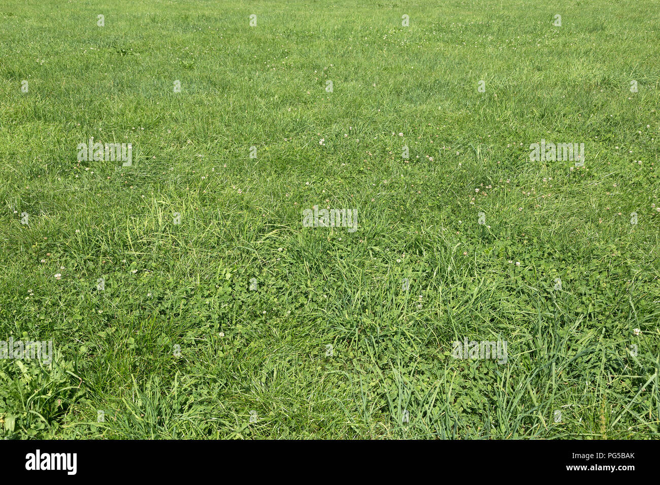 Prato, Wennedach, Baden-Wuerttemberg, Germania Foto Stock