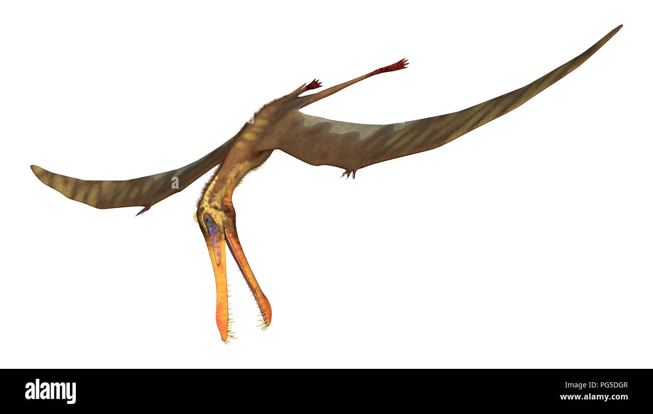 3D rendering di un pterodactyl Anhanguera isolati su sfondo bianco Foto Stock
