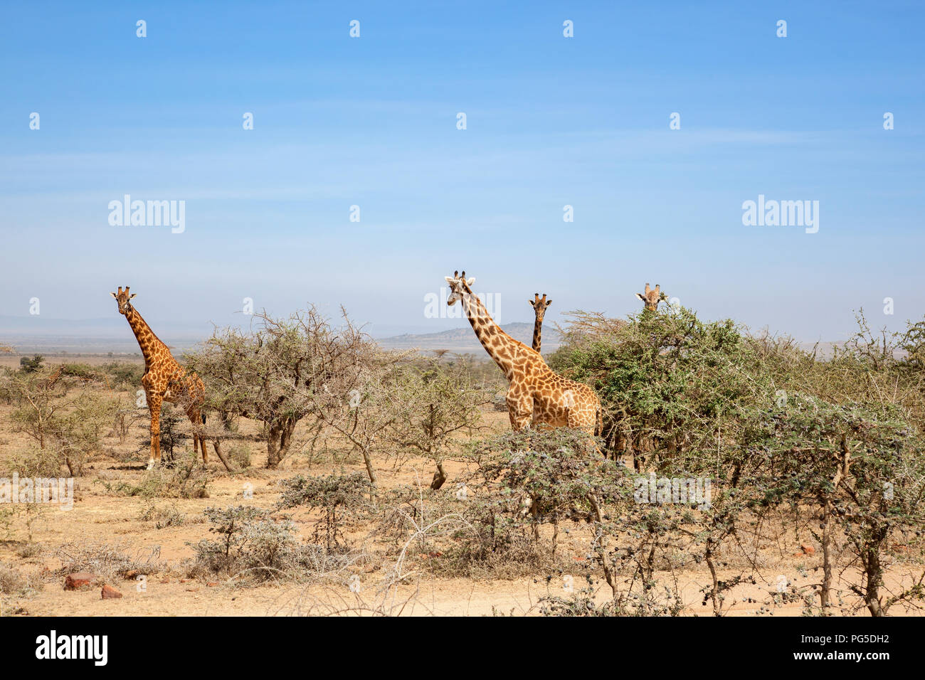 Le giraffe in piedi e guardare nelle boccole Foto Stock