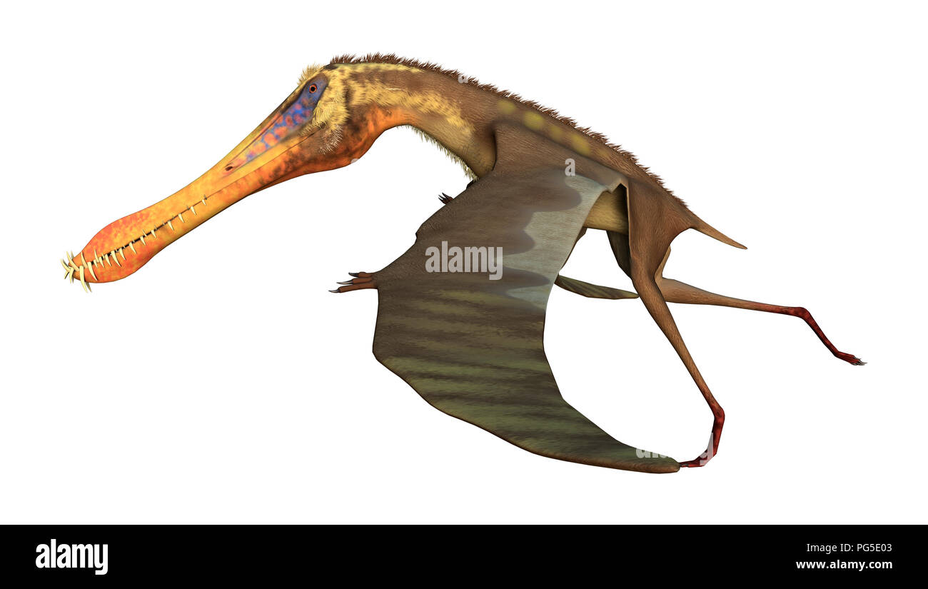 3D rendering di un pterodactyl Anhanguera isolati su sfondo bianco Foto Stock