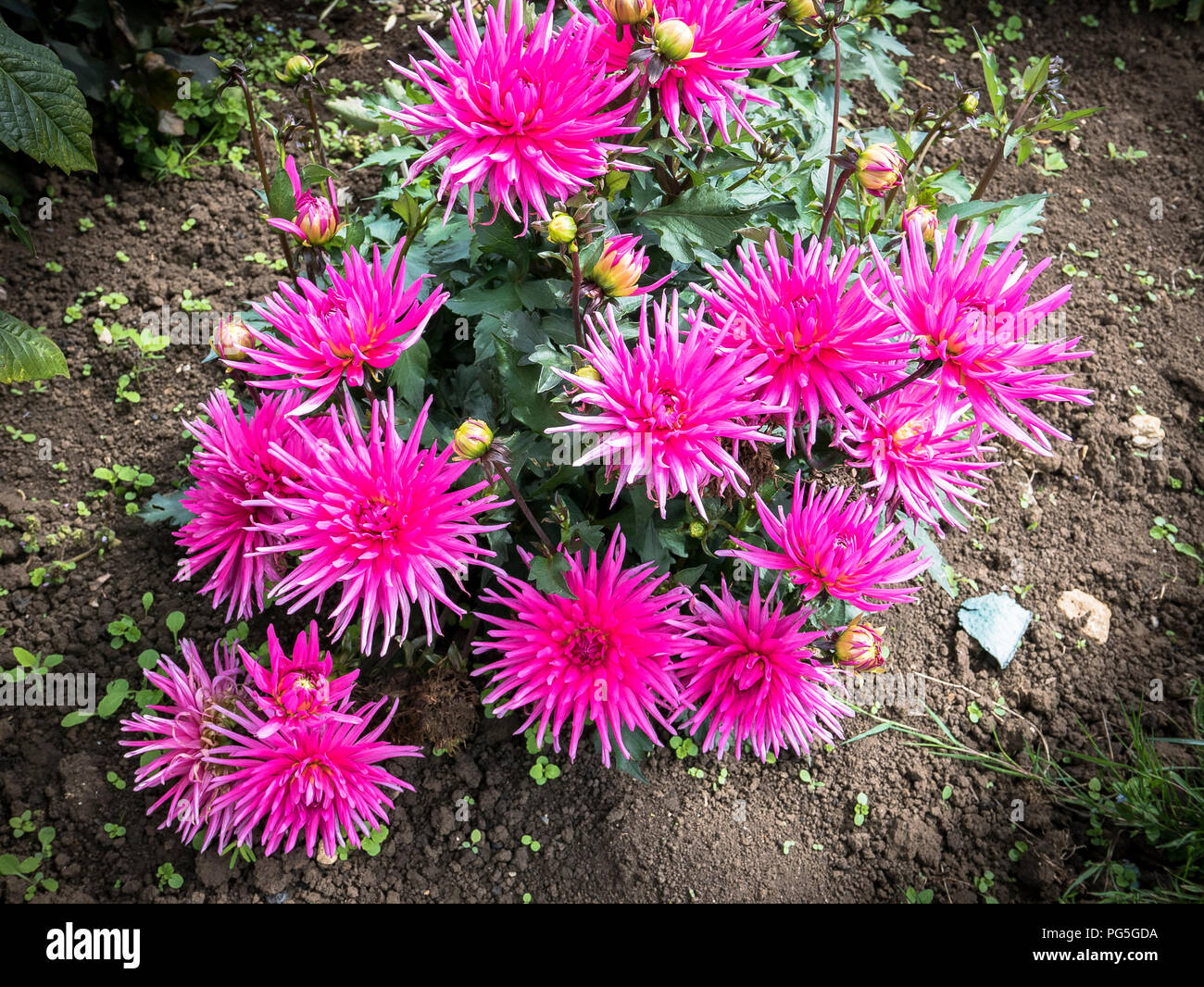 Dahlia Record blu che crescono in un giardino inglese nel mese di agosto Foto Stock