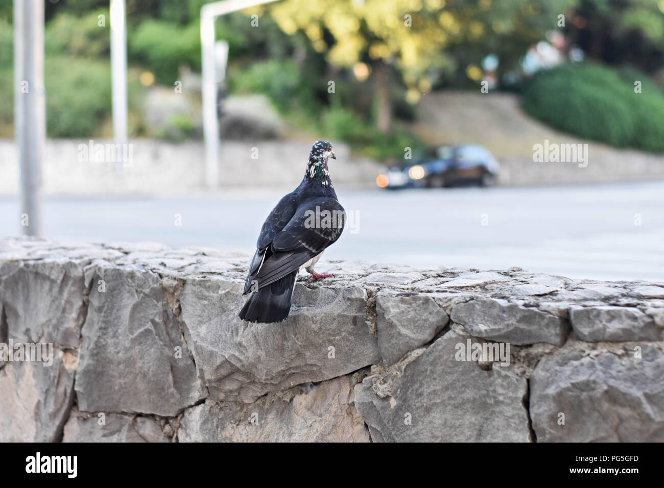 Un piccione urbano/ Close up colpo alla testa della bella speed racing pigeon bird Foto Stock