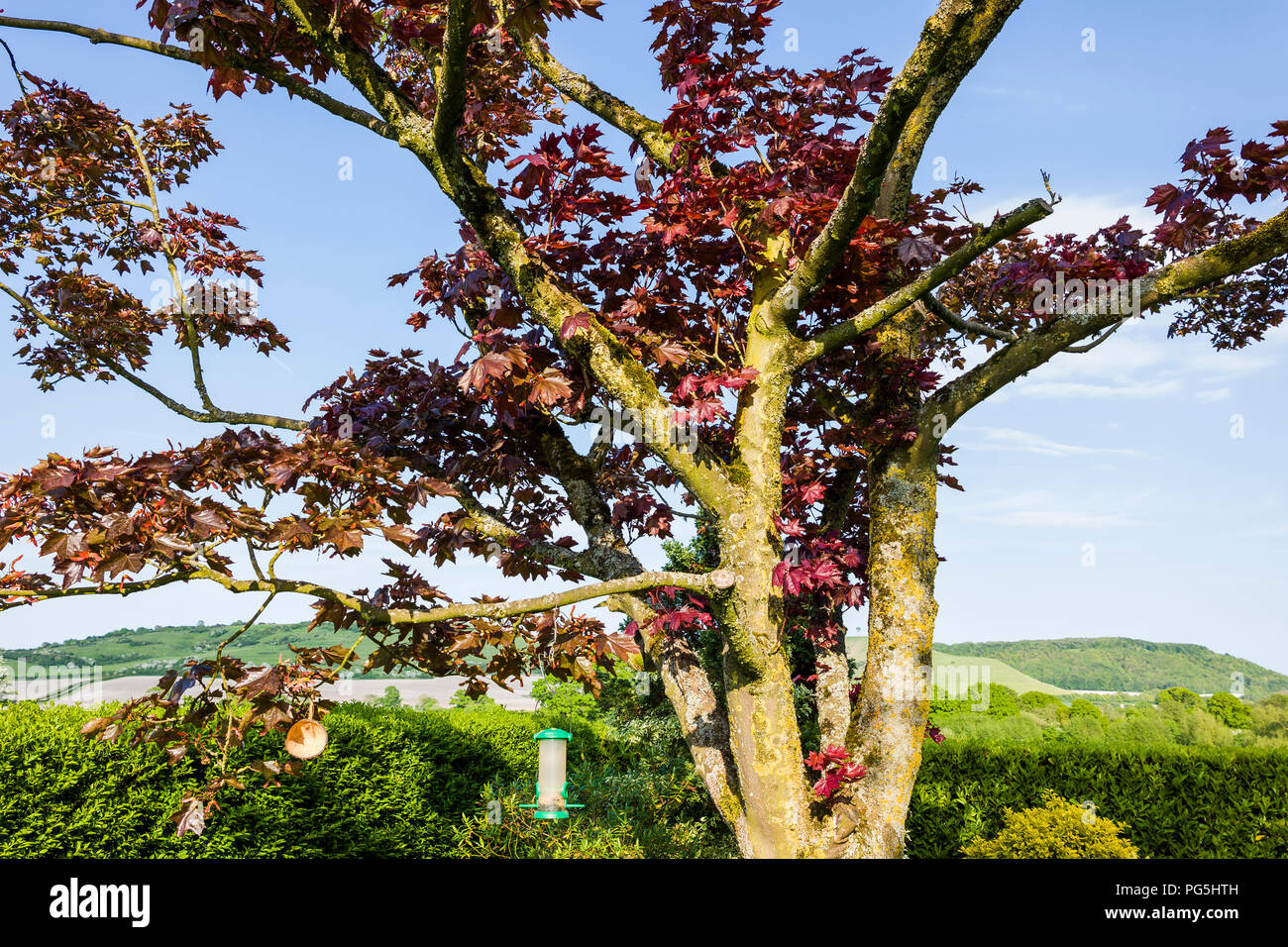 Dopo die-back interessato una coppia Acer, giudizioso di potatura in autunno ha incoraggiato la crescita nuova nel cuore dell'albero nel Regno Unito Foto Stock