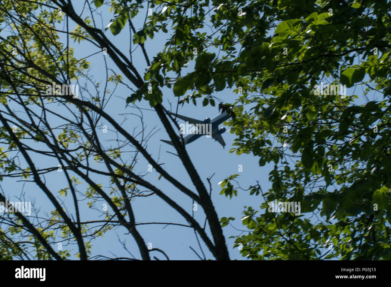 Linea aerea commerciale aereo a getto che volando dopo il decollo dall'aeroporto internazionale. Vista attraverso il periodo estivo degli alberi in cielo blu. Piano pas Foto Stock