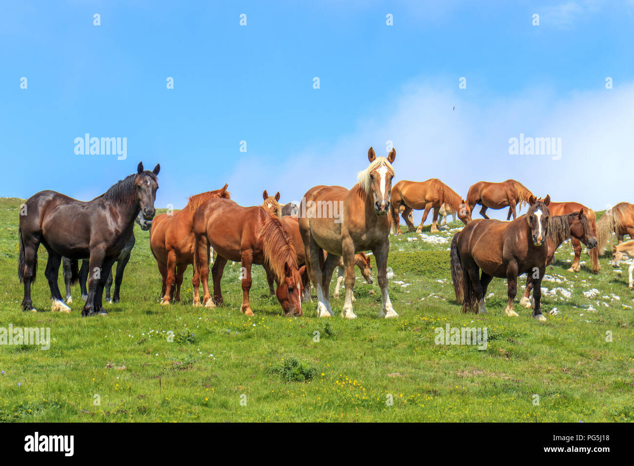 Allevamento di cavalli sul altopiano appenninico Foto Stock