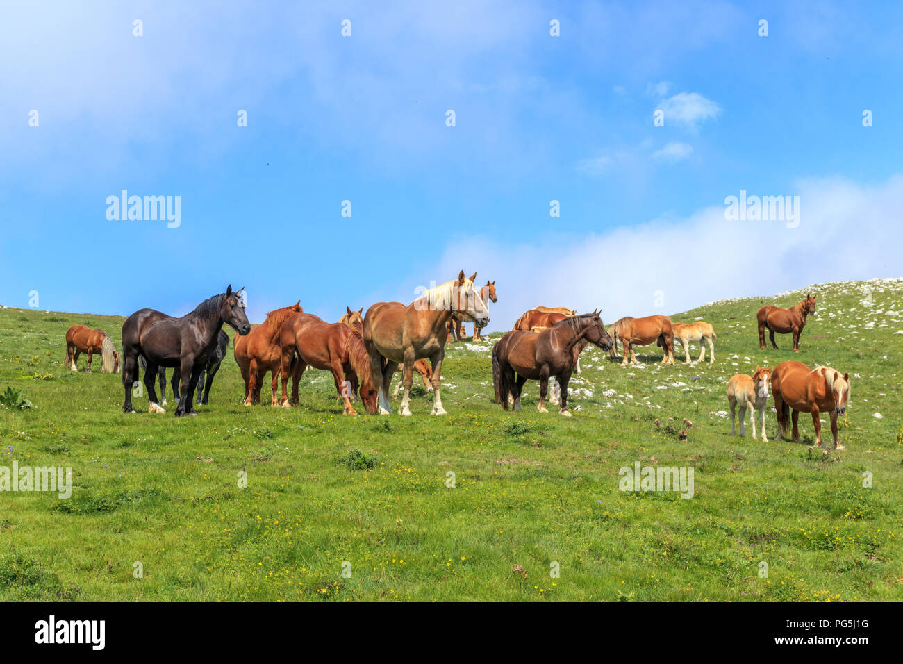 Allevamento di cavalli sul altopiano appenninico Foto Stock