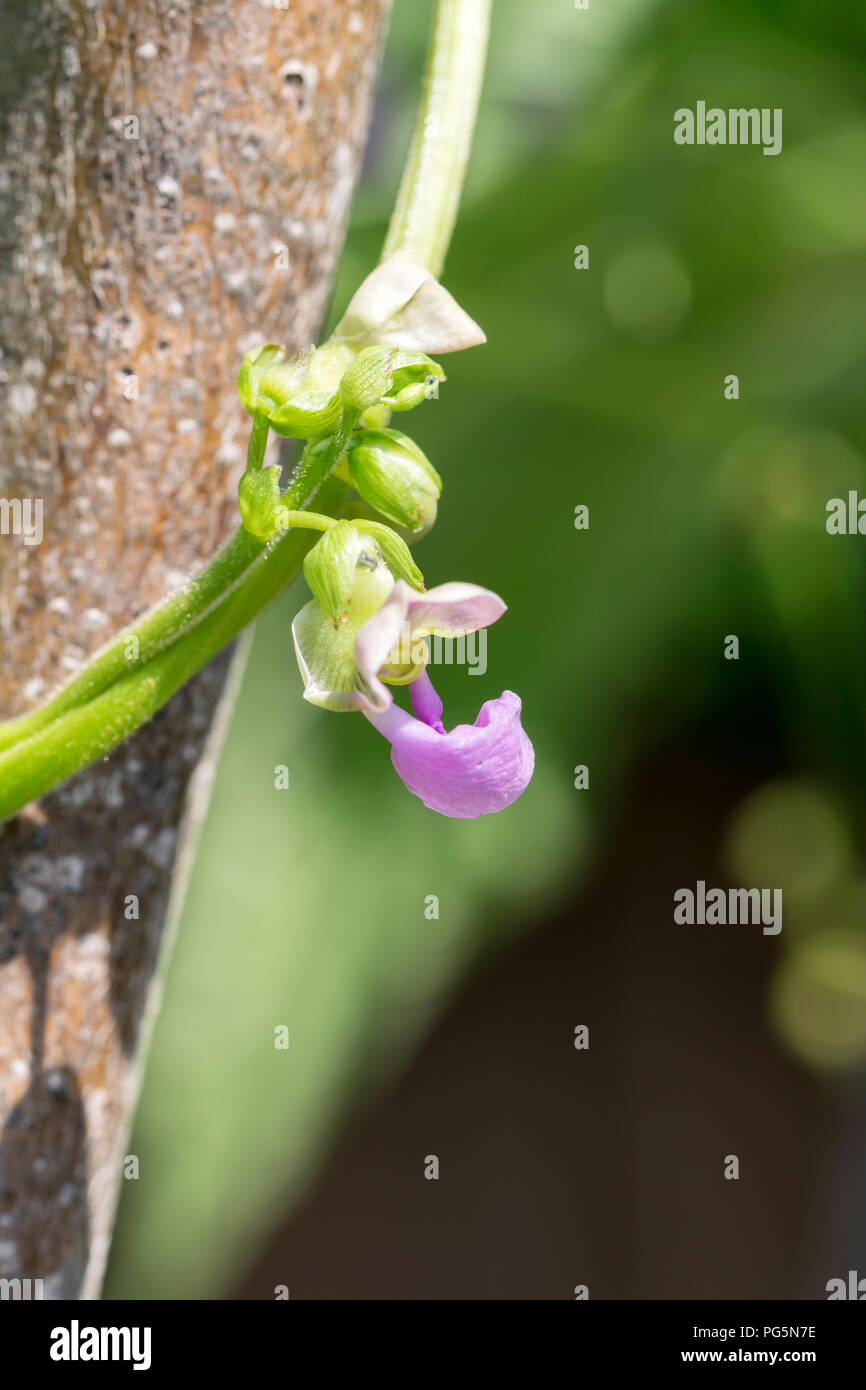 Arrampicata francese fiore di fagiolo Foto Stock