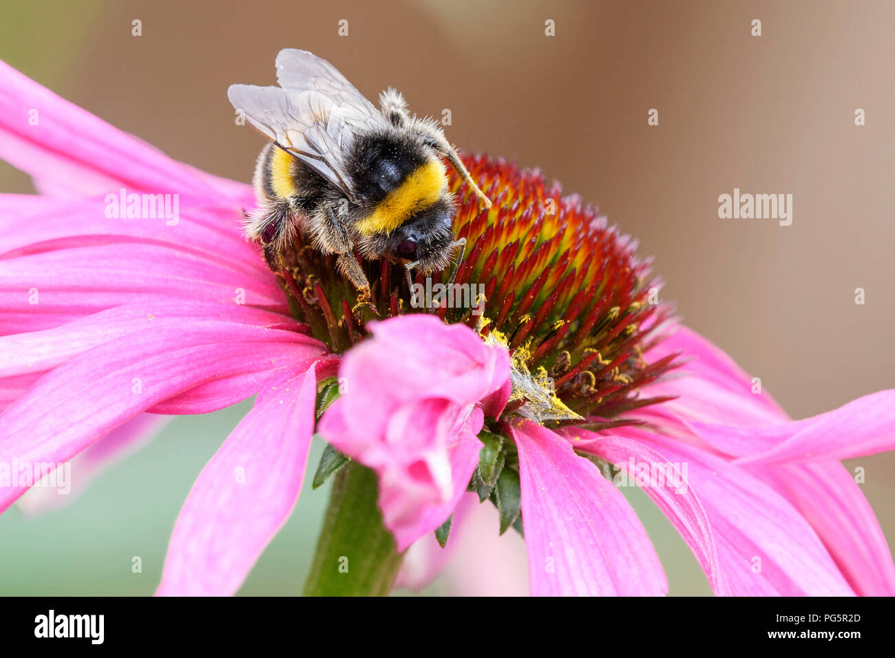 White Tailed bumblebee alimentazione su coneflower rosa Foto Stock