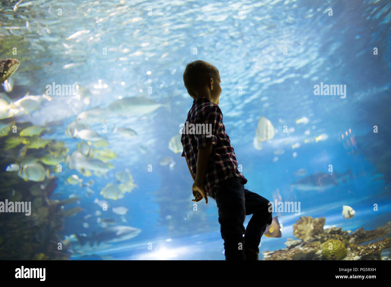 Ragazzo serio cerca in acquario con pesci tropicali Foto Stock