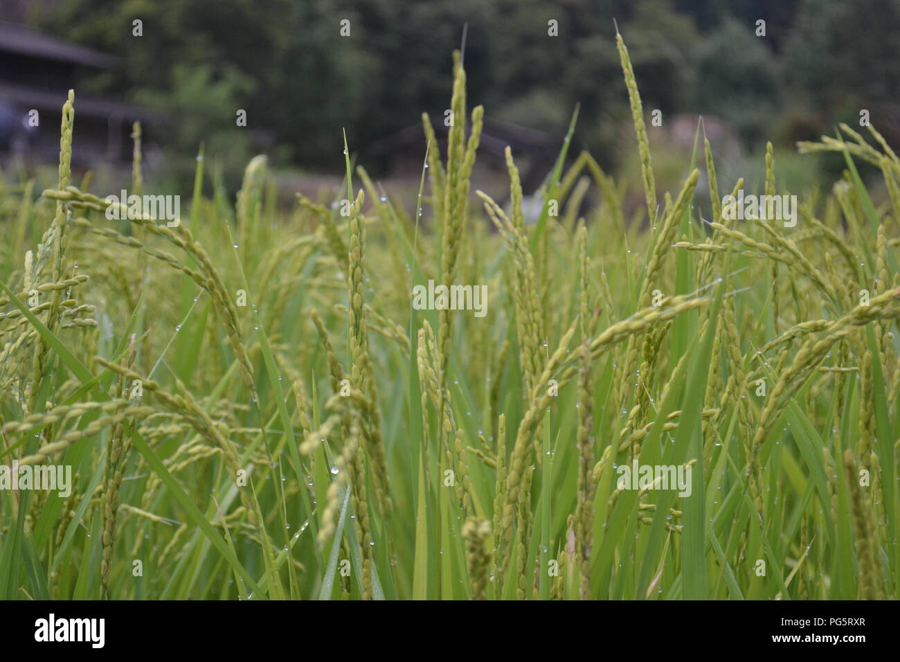 Raccolti di riso in Giappone Foto Stock