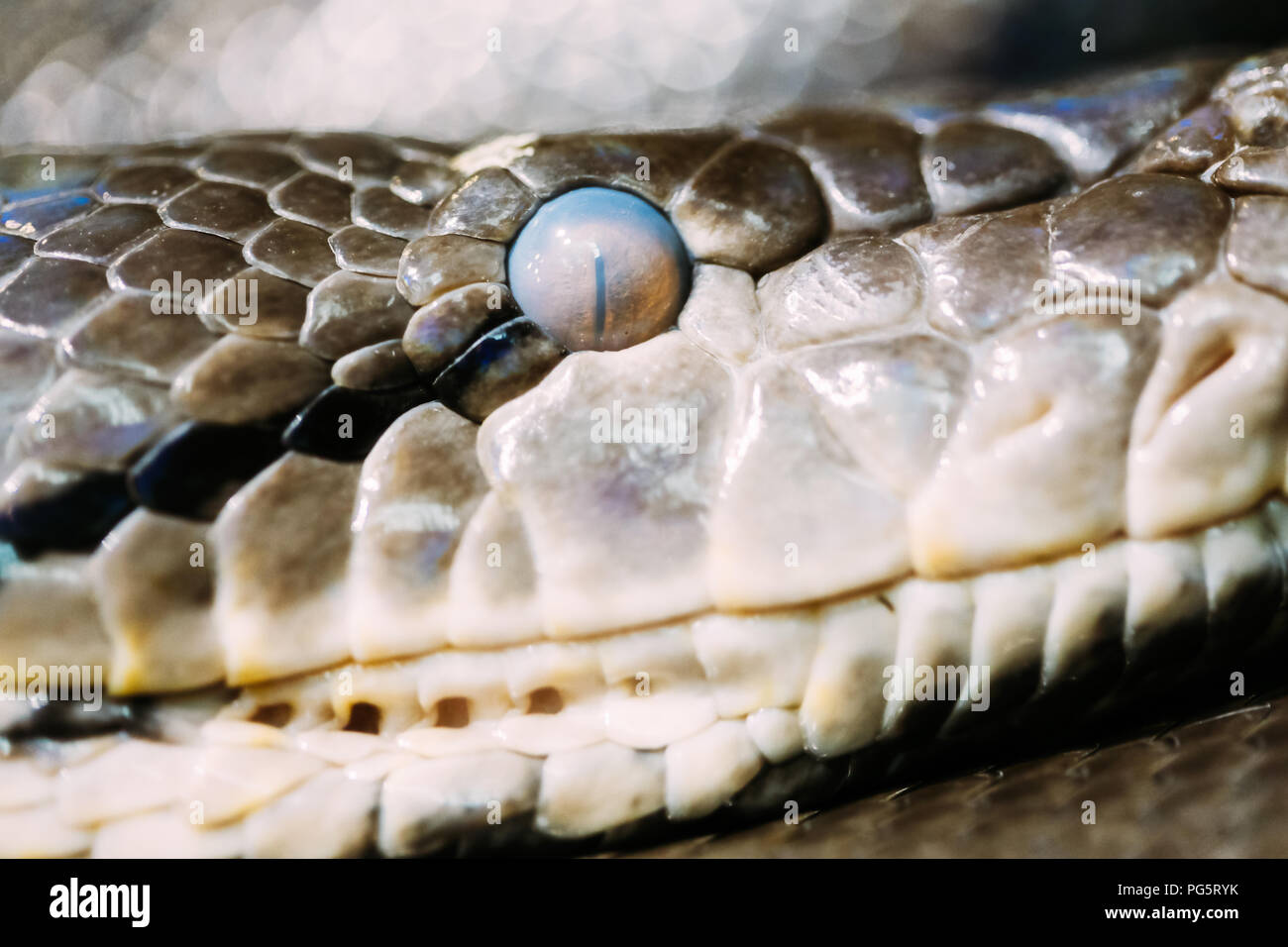 Vista del lato frontale della testa del serpente Foto Stock