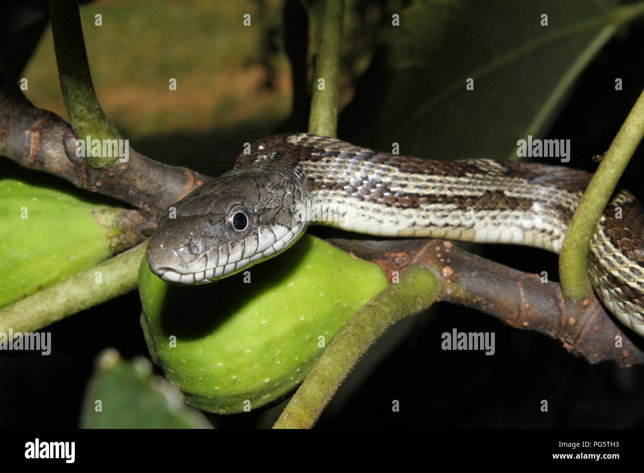 Un ratto grigio snake la caccia degli uccelli da una bussola di fig. Foto Stock