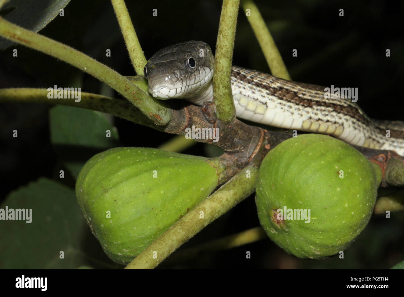 Un ratto grigio snake la caccia degli uccelli da una bussola di fig. Foto Stock